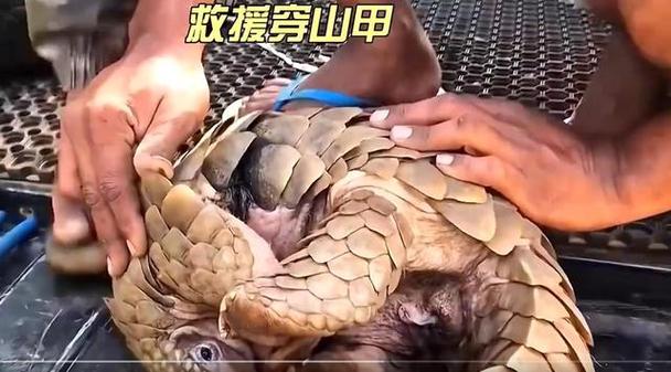 缠穿山甲鳞片入境,穿山甲鳞可以带系身吗?