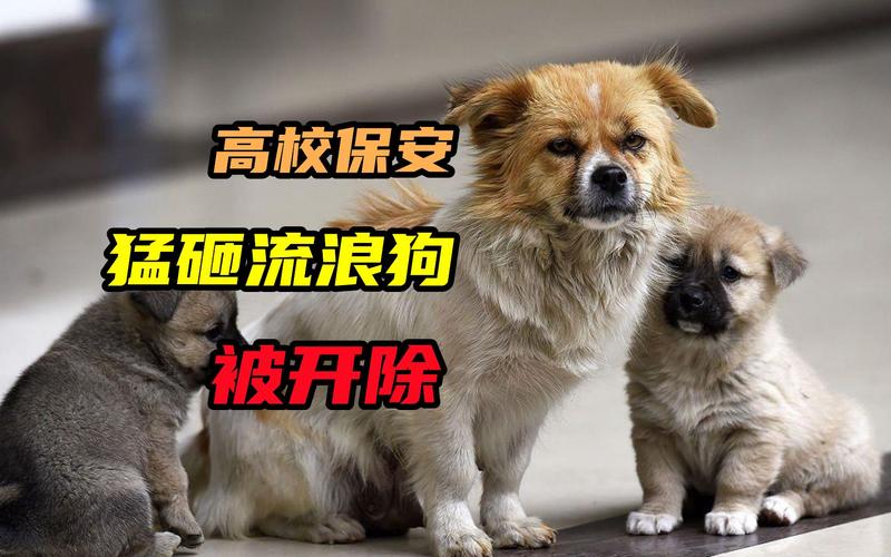 流浪犬进教室被打死,流浪犬进教室被打死视频